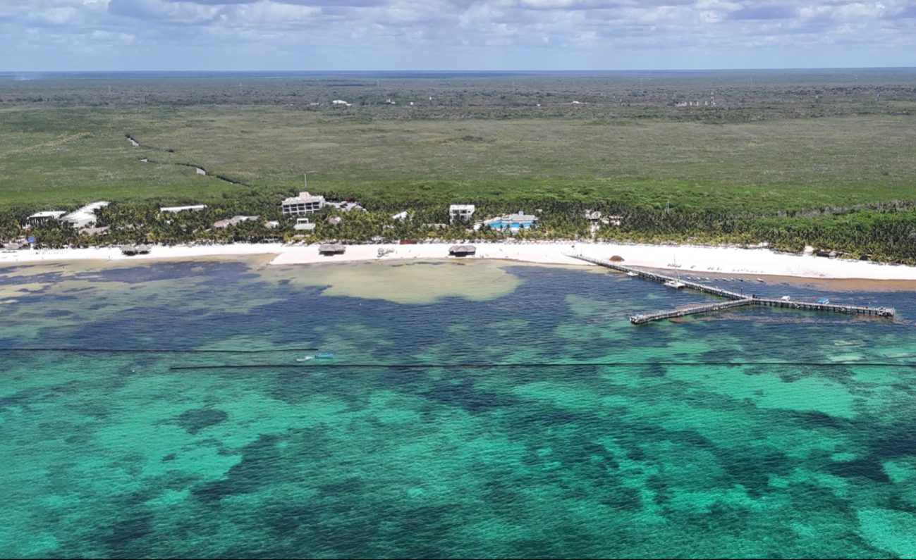 Sólo en el mar Caribe, durante 2026 se han detectado 67 mil toneladas de talofita