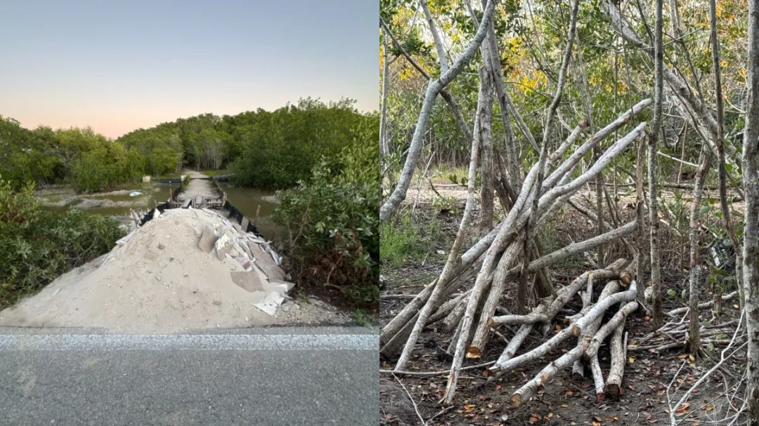 Denuncian tala de manglar protegido y relleno ilegal cerca de Chuburná