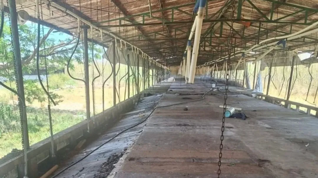 Santa María Chí: confirman retiro total de cerdos de la granja porcícola