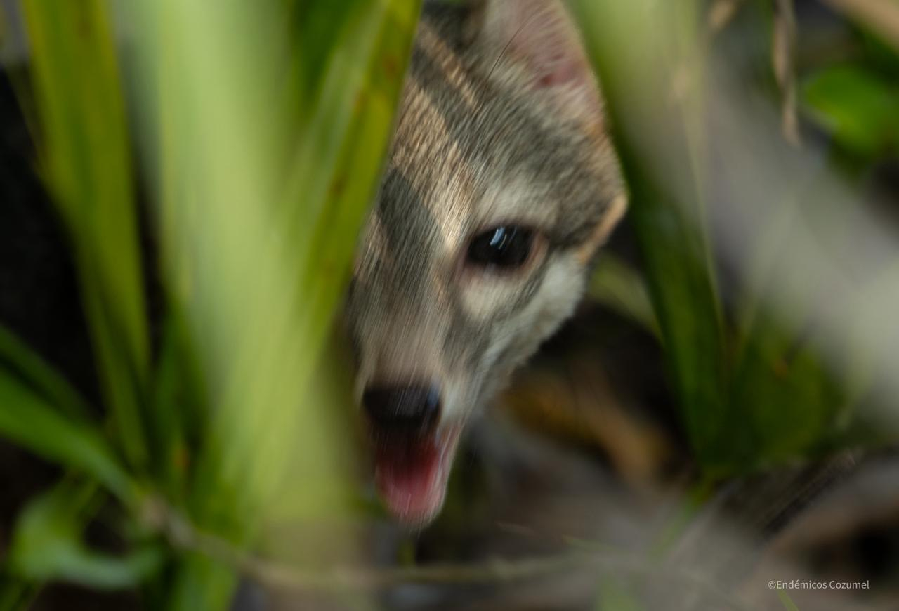 En las próximas semanas arribarán investigadores para  hacer trabajo de campo y saber más sobre la especie