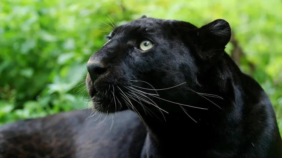 Pantera negra genera alarma en Conkal; vecinos captan todo en VIDEO