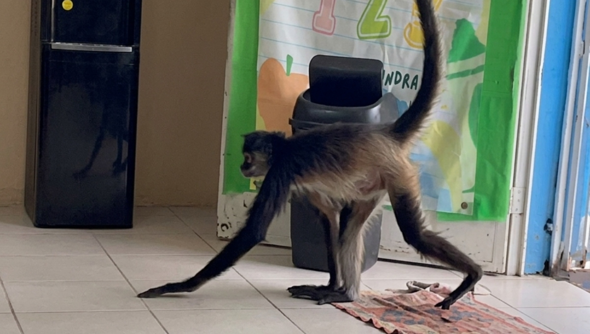 Captan en video a “Mónica”, la mona araña que sorprende a estudiantes en Xpanhatoro