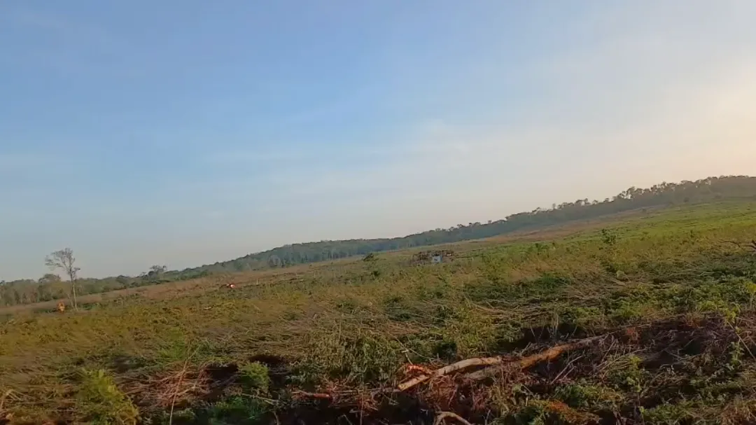 Nuevo ecocidio en Hopelchén: más de 40 colmenas envenenadas