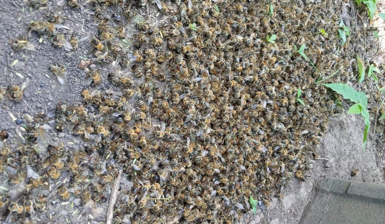 Poot Chan exige atención urgente tras muerte masiva de abejas