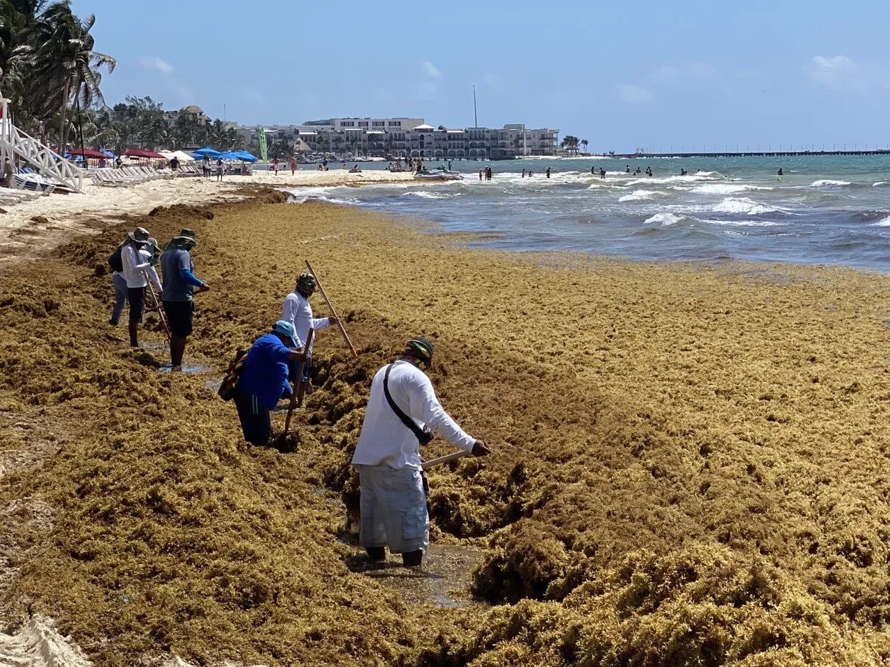 Destacaron que el principal reto consiste no solo en retirar la planta marina del mar, sino también en definir mecanismos para su aprovechamiento y manejo posterior