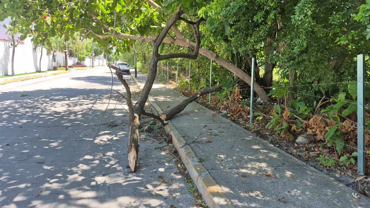 Tras el desplome, el árbol quedó suspendido peligrosamente sobre la vialidad