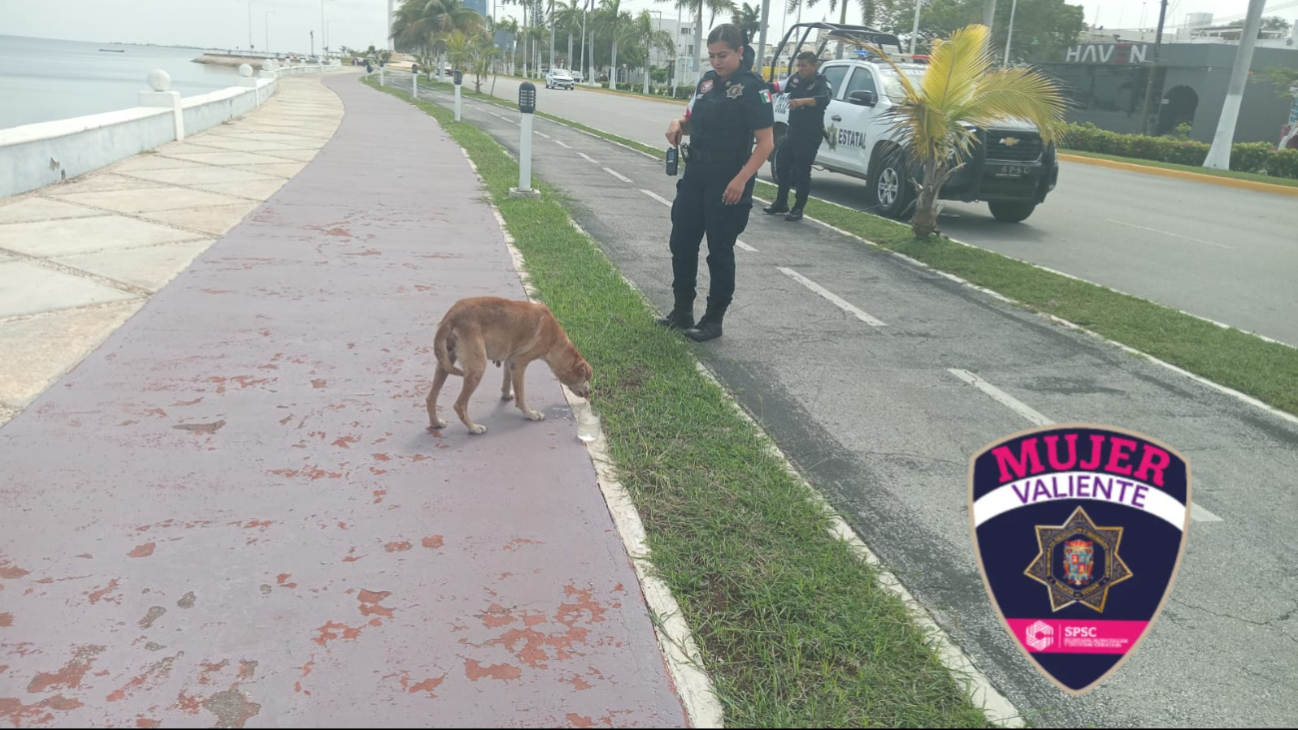 El animal presentaba signos de agotamiento y recibió hidratación tras el rescate.