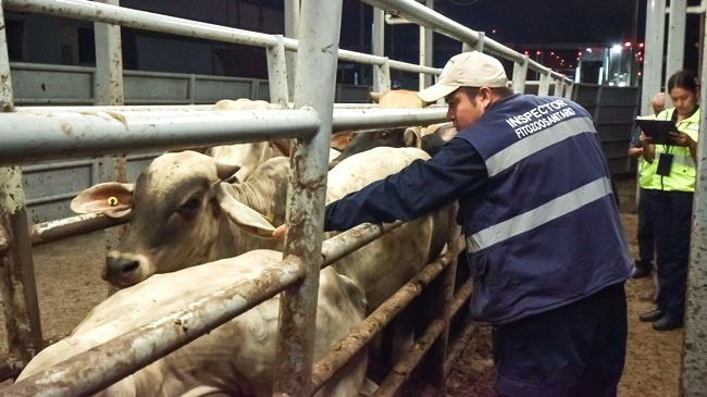 Incremento mensual coloca a Yucatán entre los más impactados del país por gusano barrenador