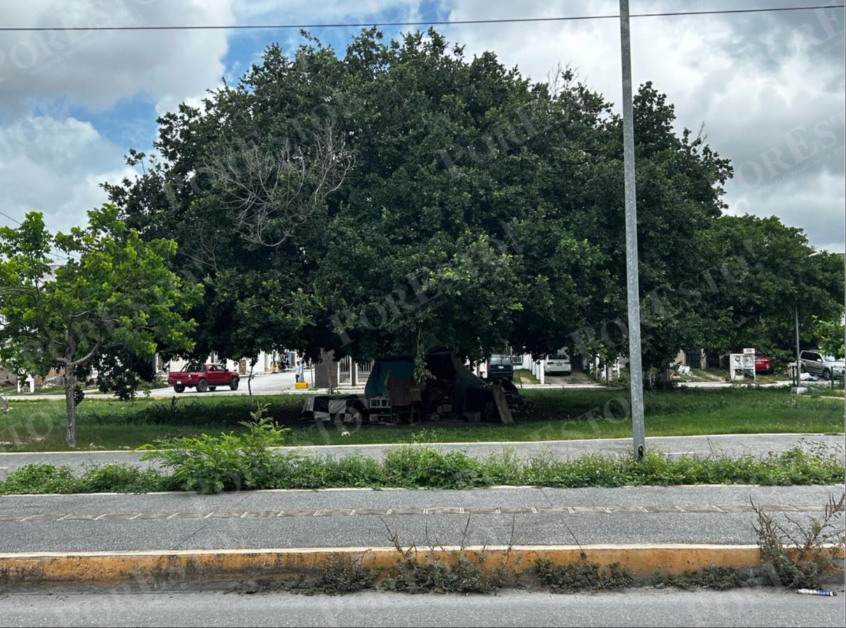 La sombra de un árbol es el hogar de don Salvador desde hace años