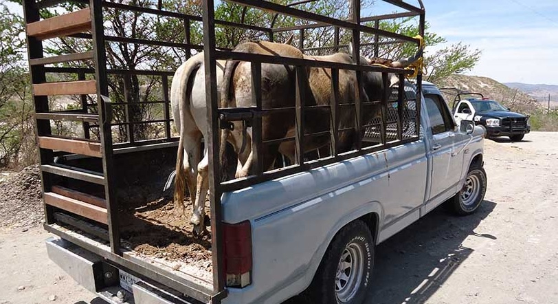 Abigeato: delito con penas de hasta 15 años en Campeche