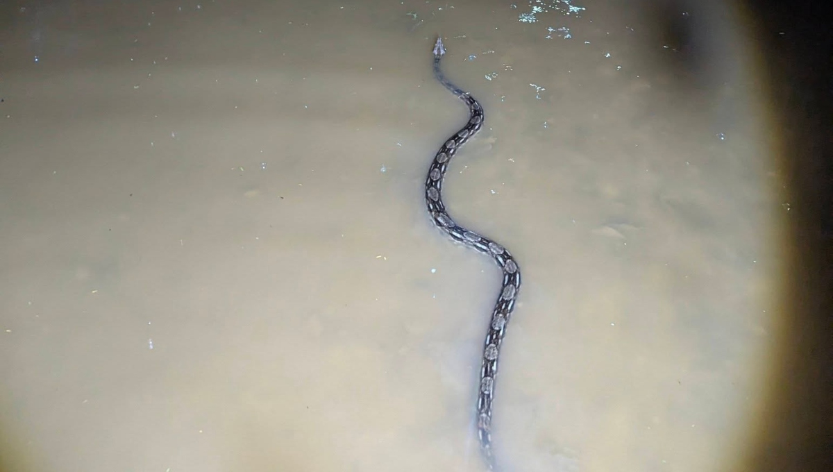Serpientes han sido vistas tras las lluvias históricas en Yucatán