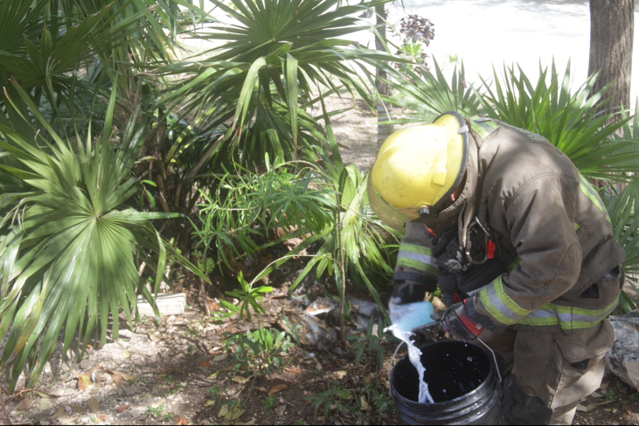 Bomberos atribuyen los ataques al crecimiento de construcciones que propician la pérdida del hábitat de los insectos
