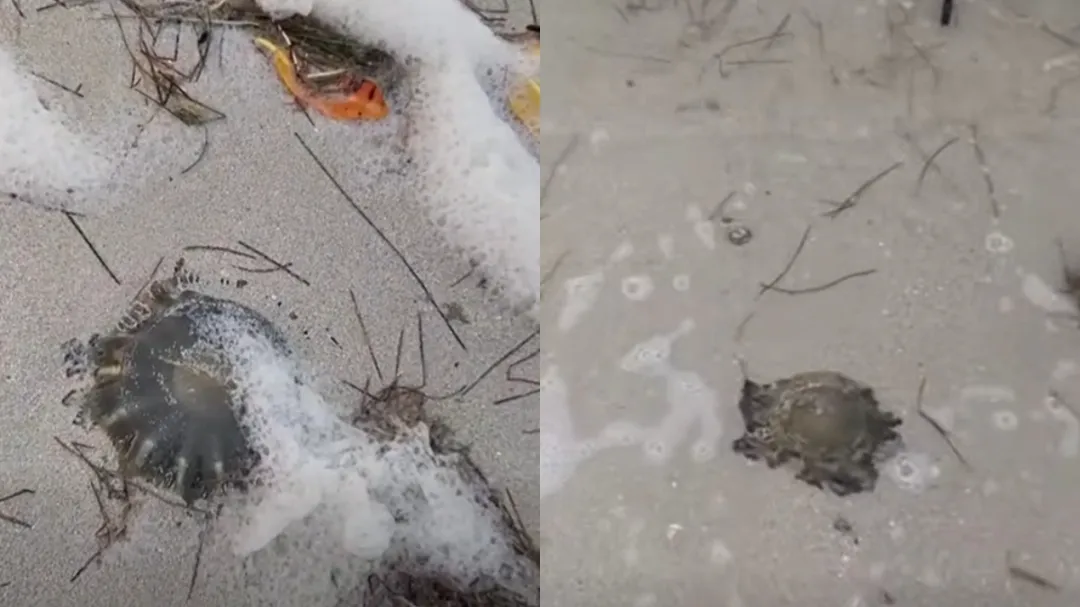 Medusas llegan a costas de Yucatán y emiten recomendaciones a bañistas