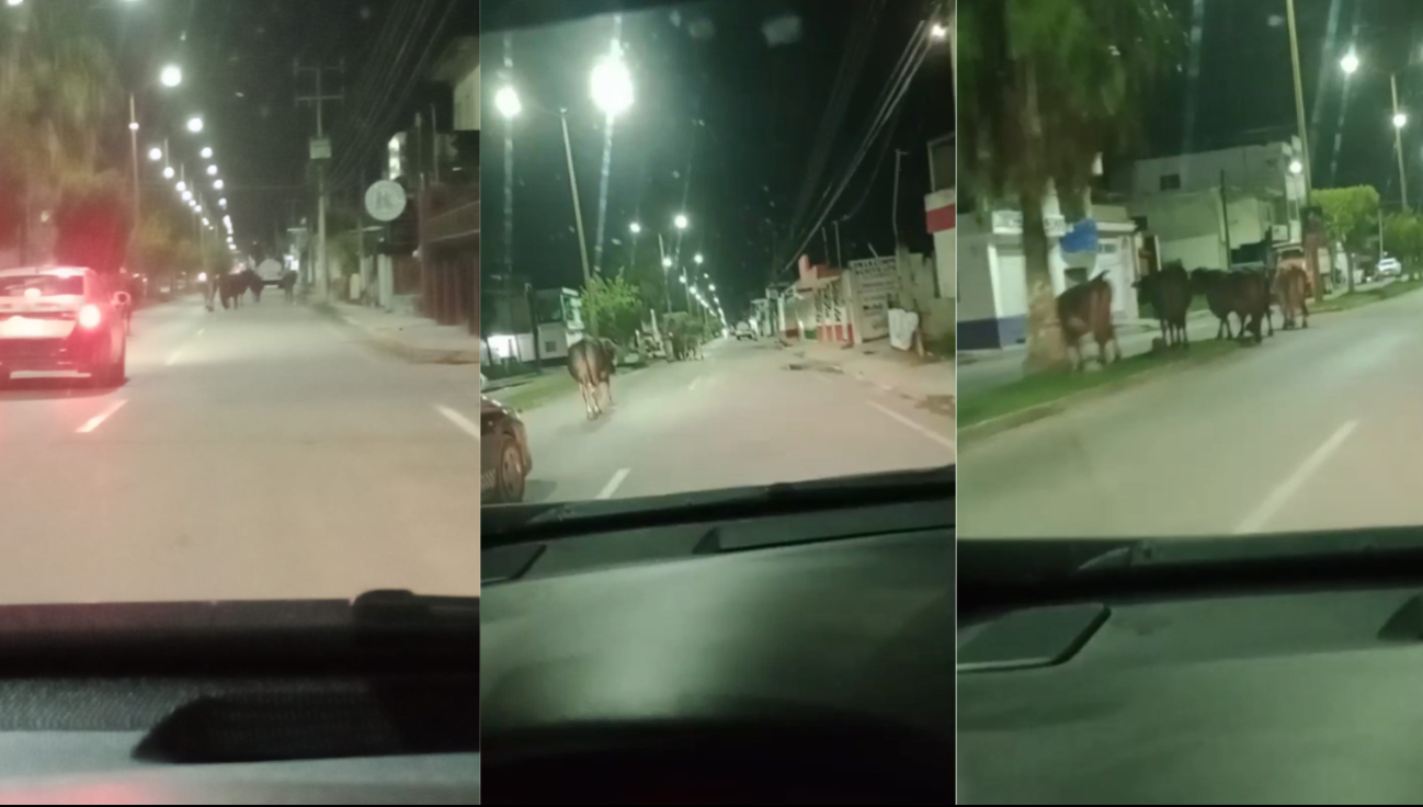 Varias reses sueltas deambularon durante la madrugada de este sábado sobre la avenida Héctor Pérez Martínez en Escárcega.