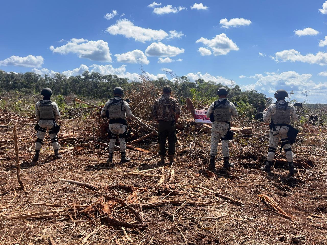 Global Forest Watch revela impacto crítico en bosques campechanos