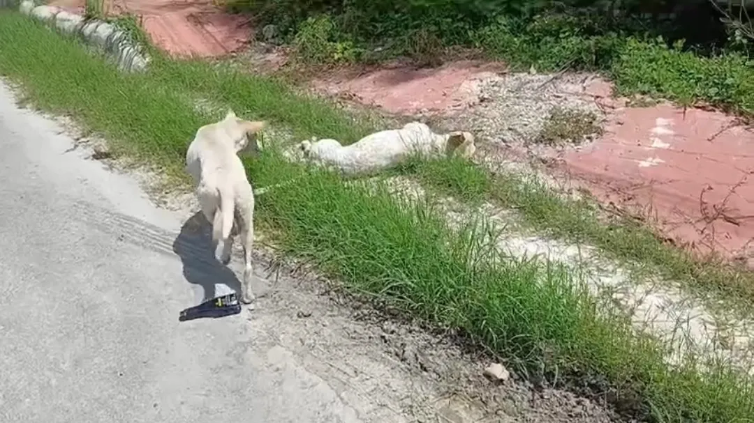 Dos animales murieron tras consumir presunta carne con veneno.
