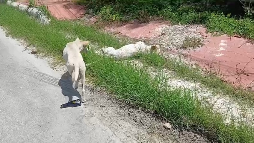 Envenenan a cuatro perros en la colonia Fátima de Escárcega.