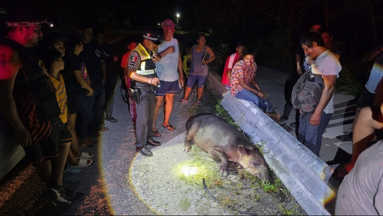 Rescatan tapir herido en la carretera Escárcega–Chetumal.