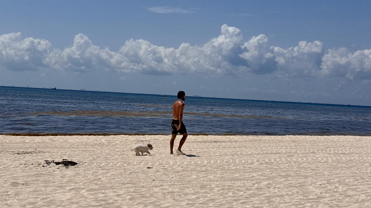 En la playa 72, activistas reportan la presencia constante de perros en una de las principales zonas de anidación