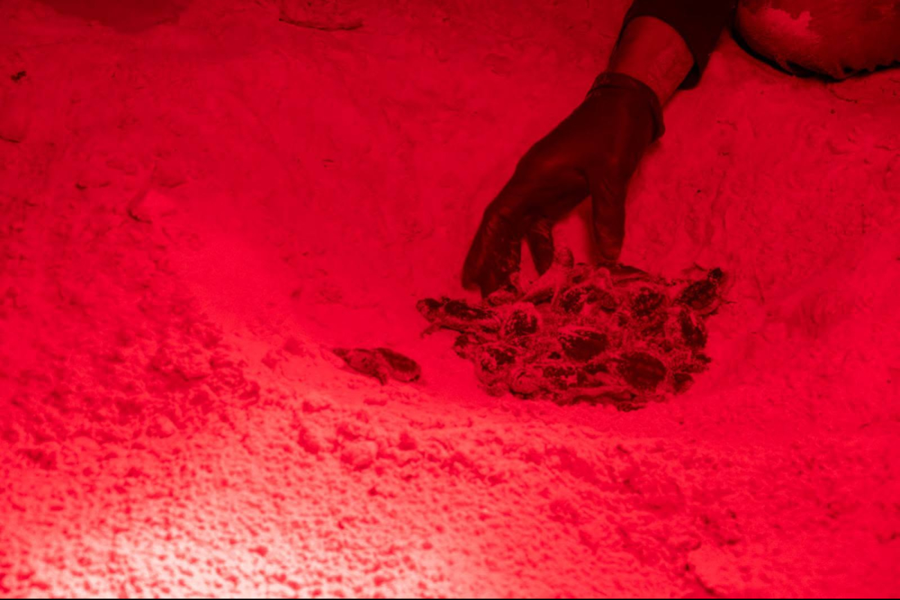 IUn total de 856 kilos de basura se retiraron en las playas, a fin de liberar el paso a las tortugas