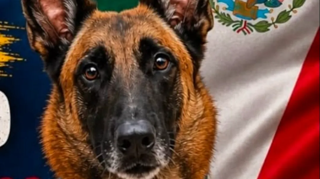 Chopper es un perro especializado en la localización de personas atrapadas; se unió a las labores en Venezuela