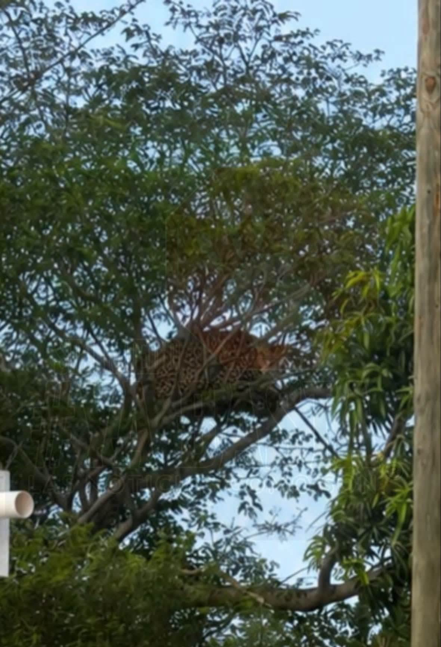 La difusión de fotos y videos de un presunto jaguar en el fraccionamiento Los Álamos generó sorpresa y preocupación en Campeche.