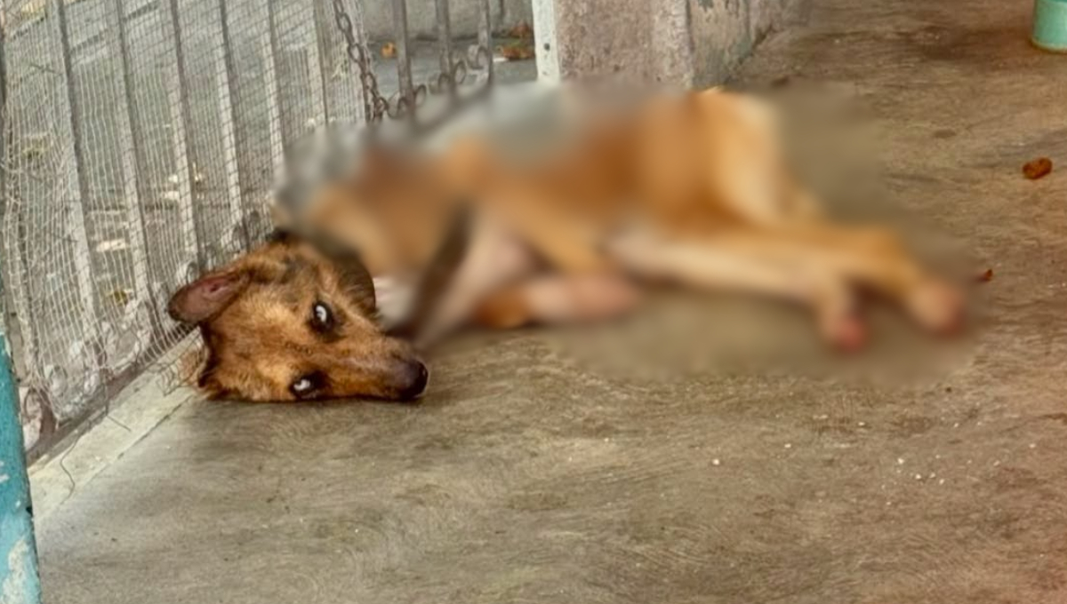 Al comprobarse la situación de maltrato, la autoridad procedió con el inmediato aseguramiento y protección del perro.