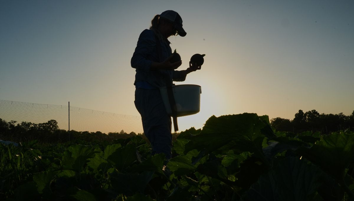 Taylor Foods pidió a los consumidores revisar si adquirieron alguno de los productos incluidos en la lista