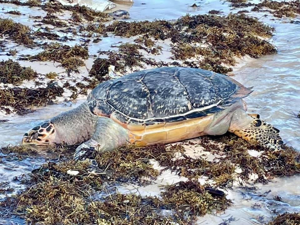 El recale masivo del vegetal complica el desove de las tortugas y generan un ambiente desfavorabl