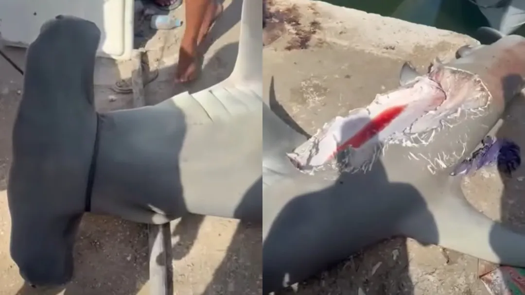 Misteriosa mordida en un tiburón sorprende a Yucatán; video causa revuelo