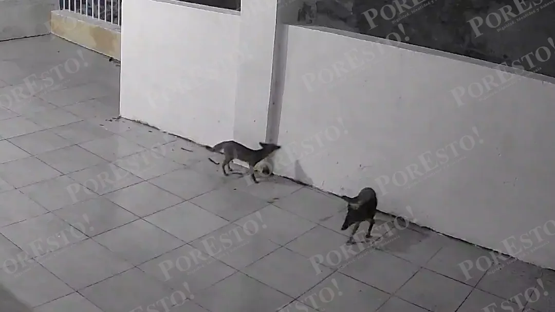 El zorro gris es una especie nativa de Campeche.