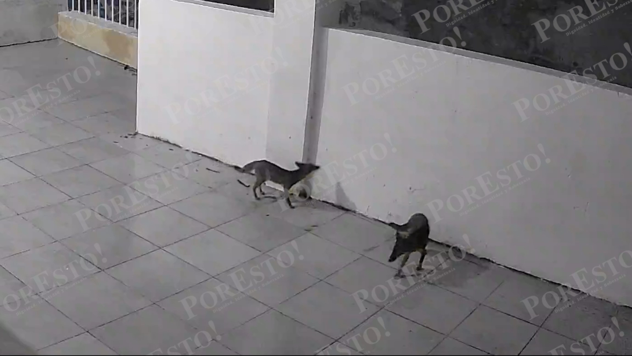 Sorprenden dos zorros en una vivienda de Campeche