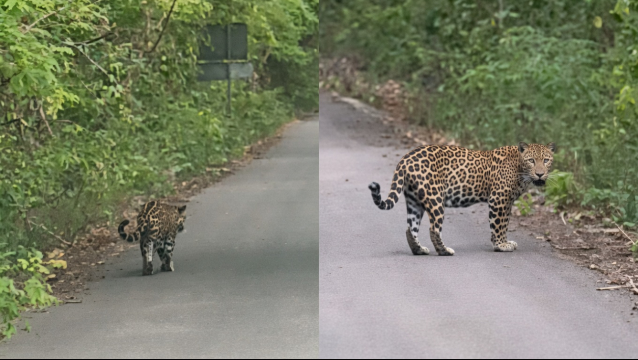Captan un jaguar caminando tranquilamente en Calakmul; el video sorprende tras avistamiento en Campeche