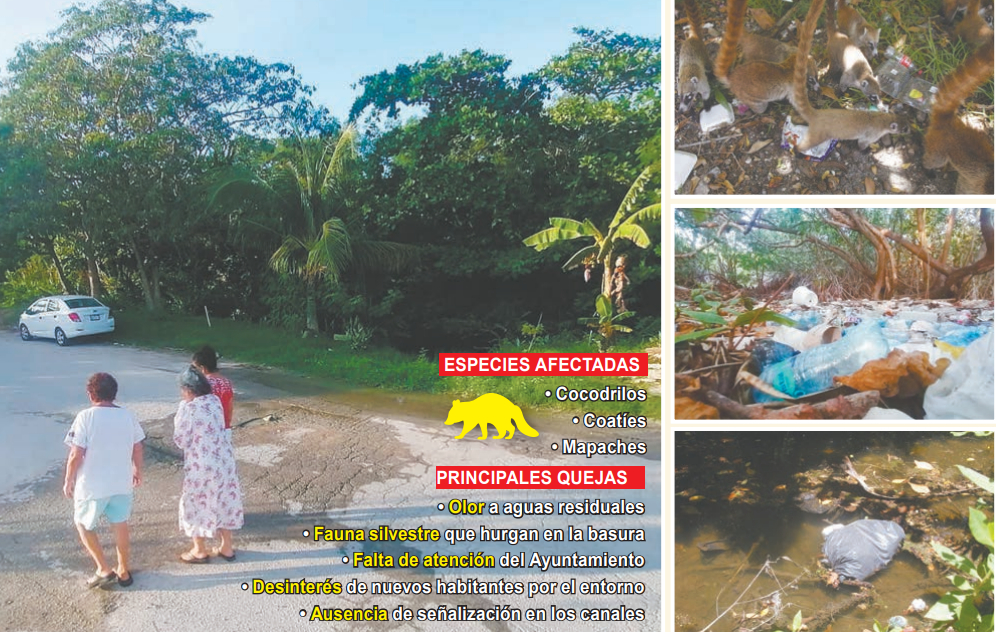 Fauna silvestre afectada por deterioro de manglares en Cancún