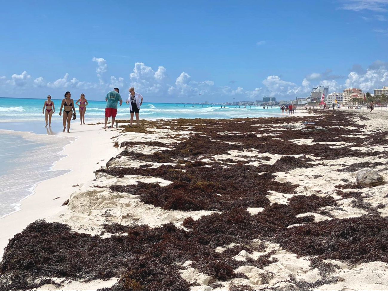 Sargazo rompe récord histórico en el Atlántico: 56 millones de toneladas