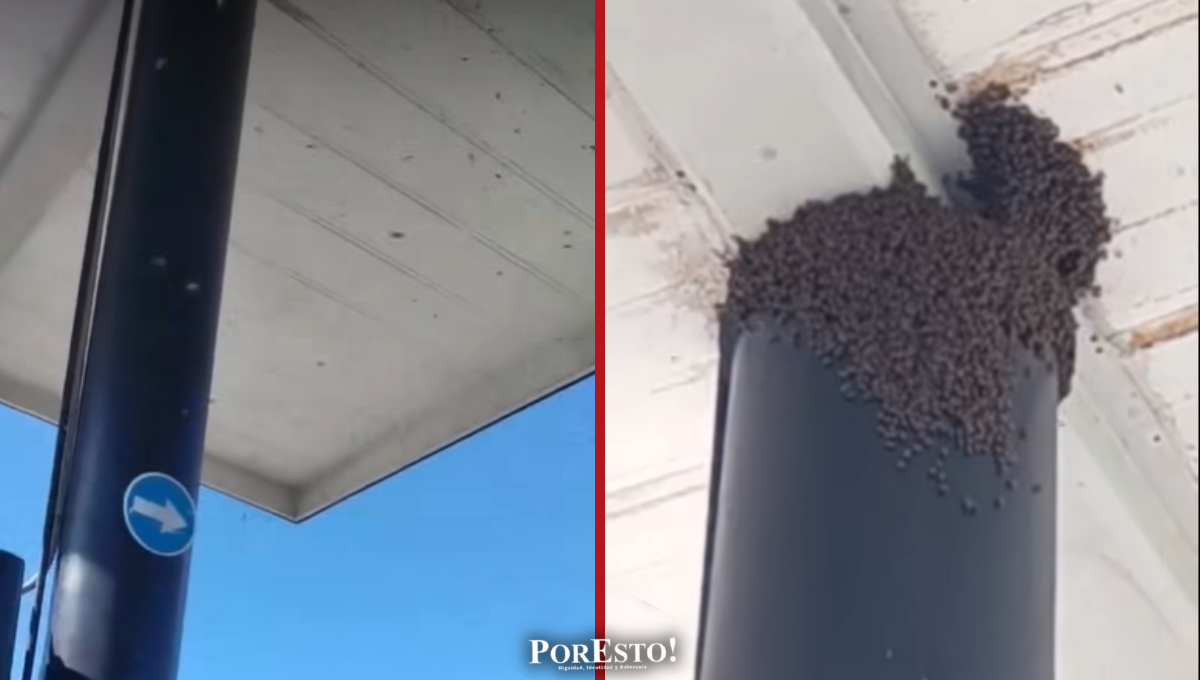 Protección Civil interviene tras ataque de abejas en gasolinera de Isla Aguada–Sabancuy