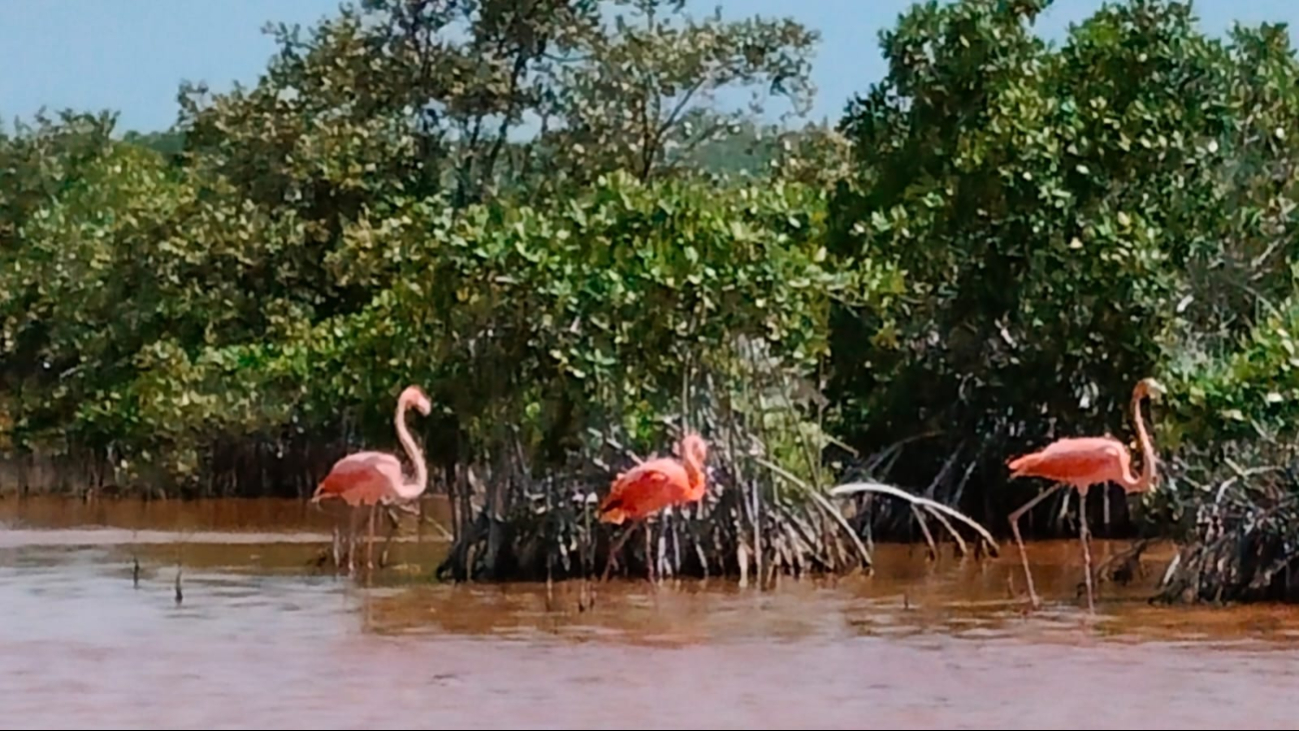 Turistas disfrutan avistamiento de flamencos en Isla Arena