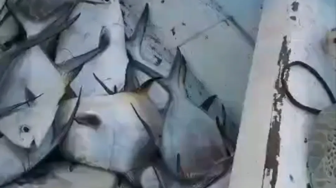 El video acumuló un total de 1.8 millones de reproducciones