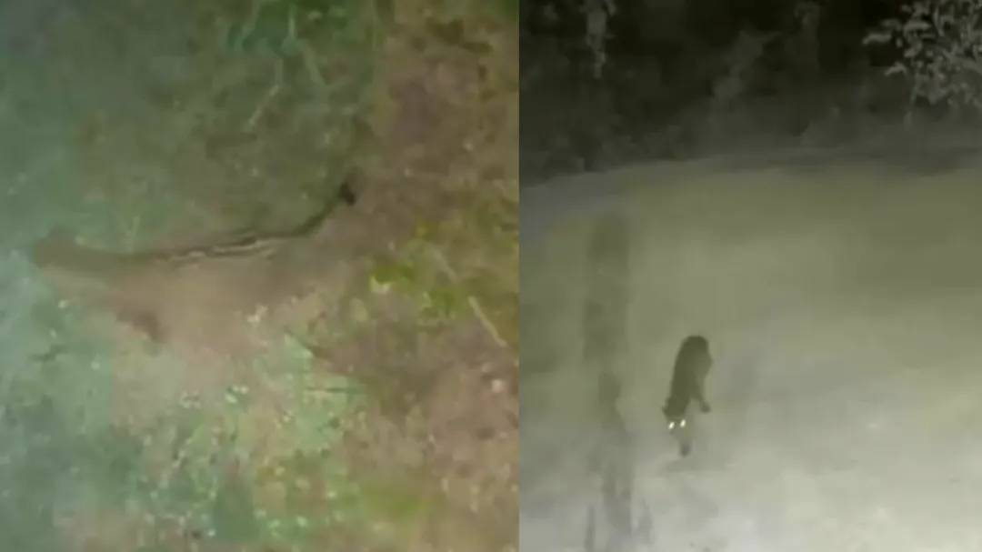 Pidieron la realización de recorridos para saber si el animal permanece en los alrededores; los habitantes sospechan que pueda tratarse de un ocelote