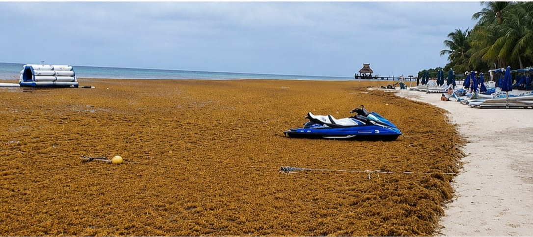 En los últimos días se presentó un recale atípico en la “Isla de las Golondrinas”