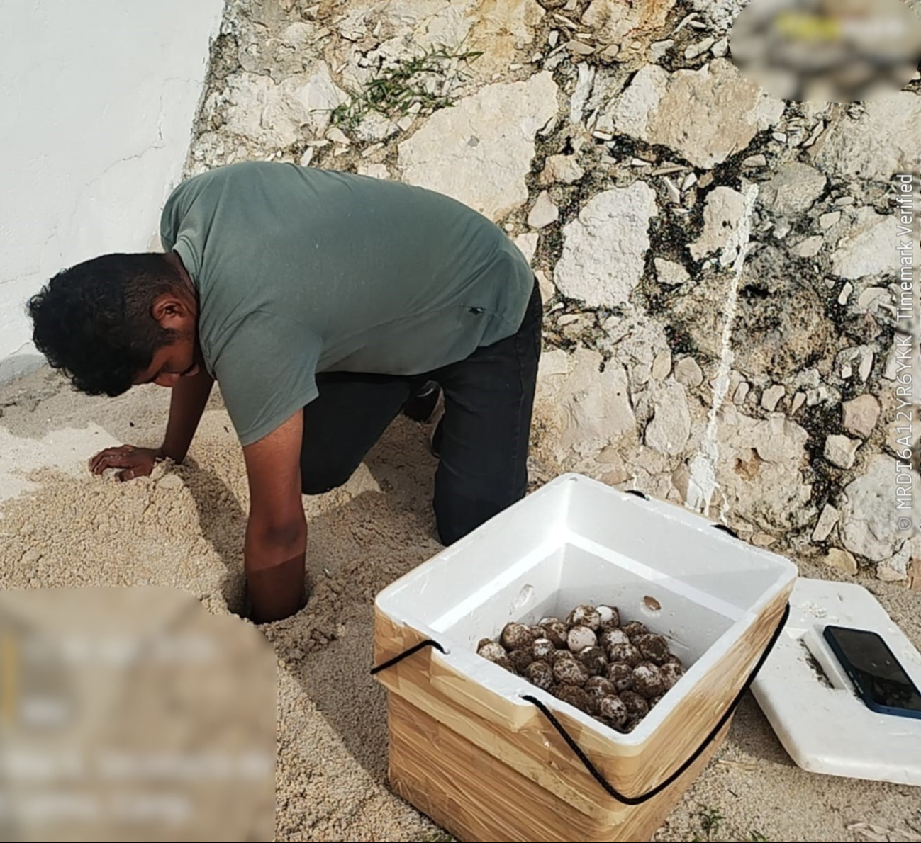 Marina resguarda 152 huevos de tortuga hallados en Campeche