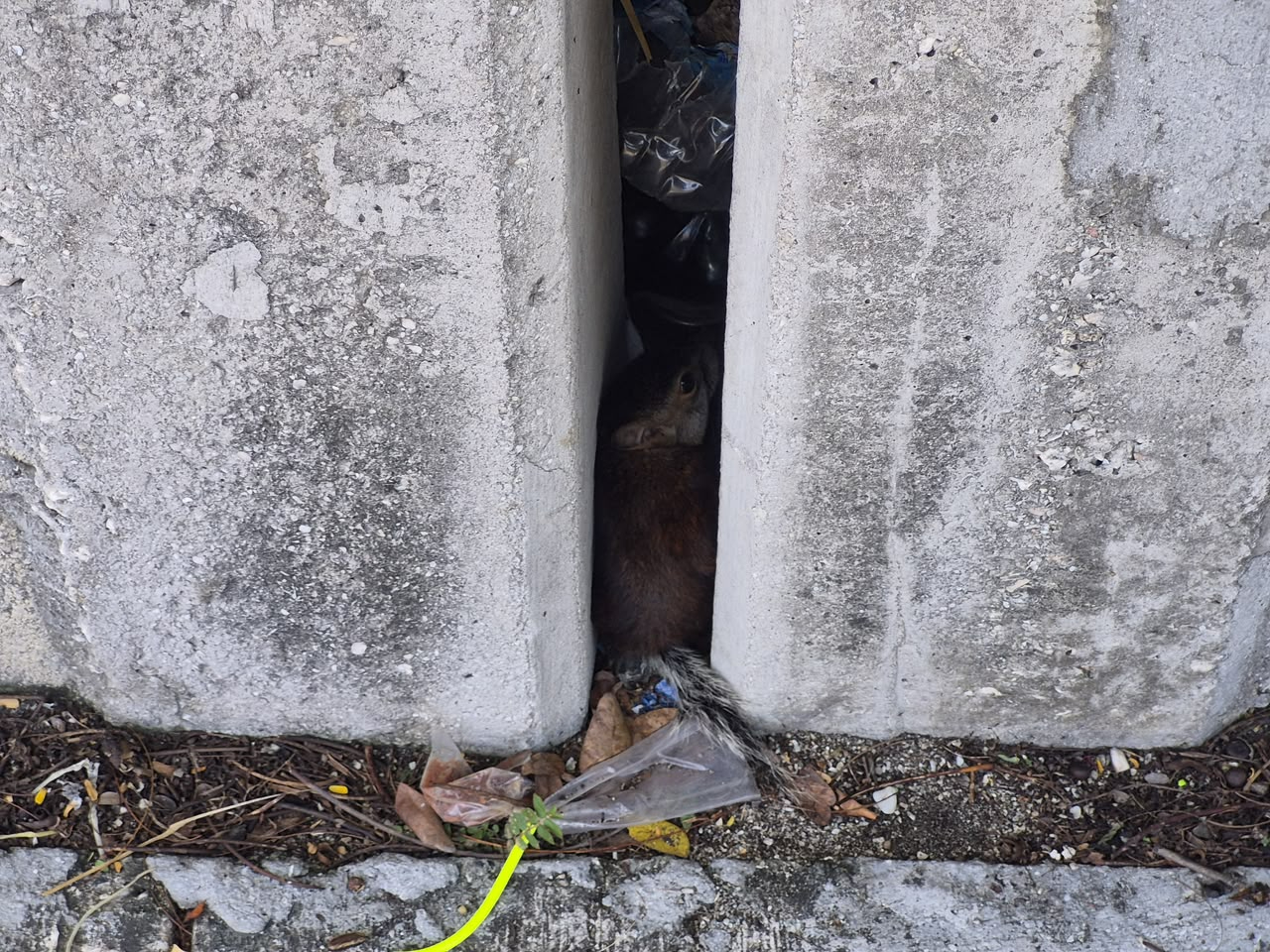 El pequeño ejemplar quedó atrapado entre dos muros de concreto.