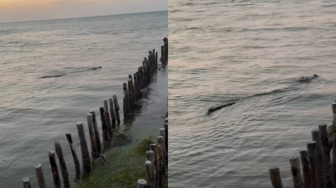 Avistan un cocodrilo de más de un metro en playa de Yucatán; video revela qué tan cerca estaba de la orilla