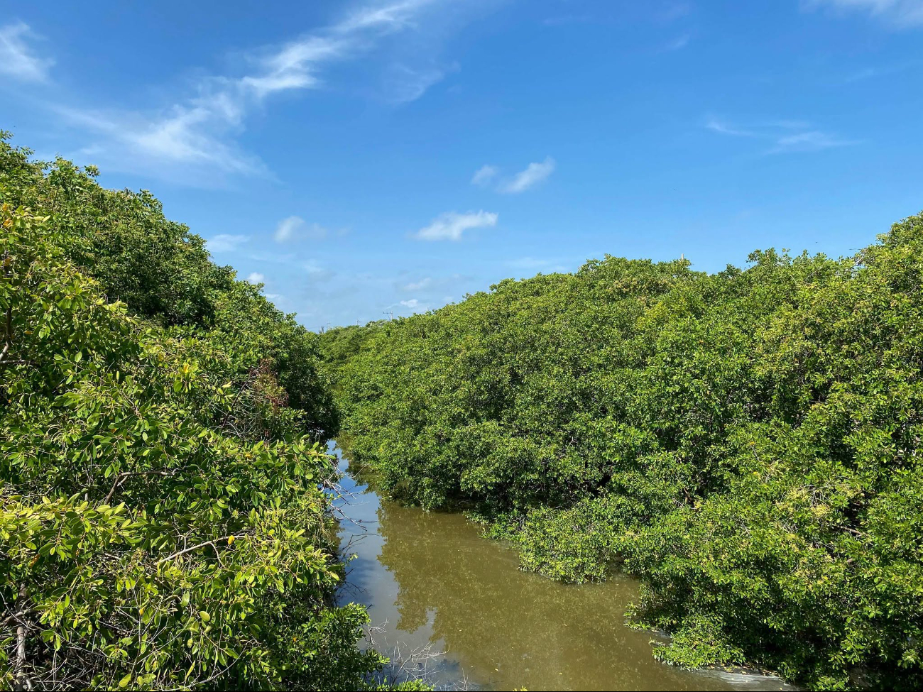 El manglar que resiste en Ciudad del Carmen: así enfrenta La Caleta el deterioro ambiental