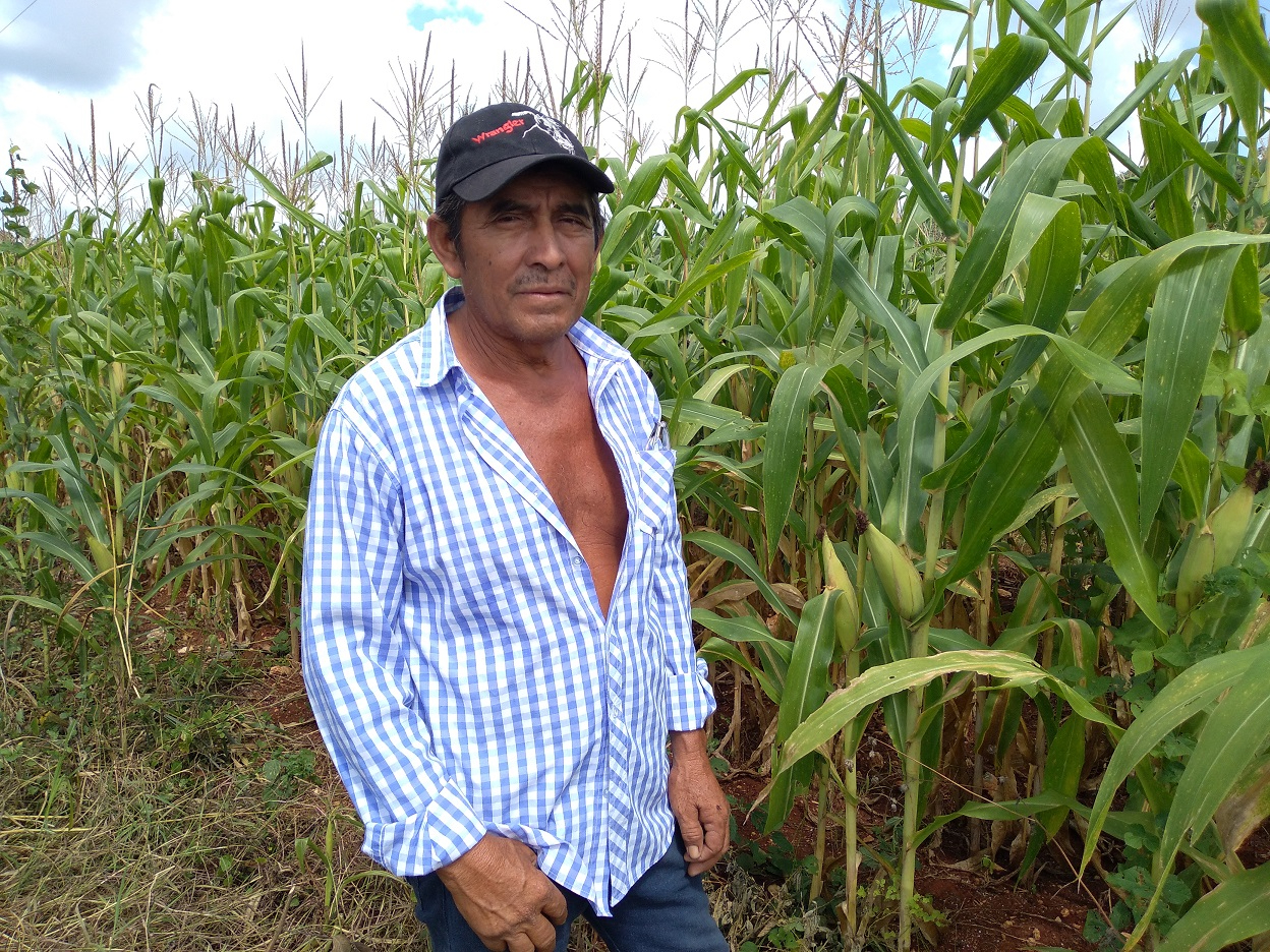 Productores locales estiman salvar la producción y obtener buenas cosechas de maíz al término del ciclo.