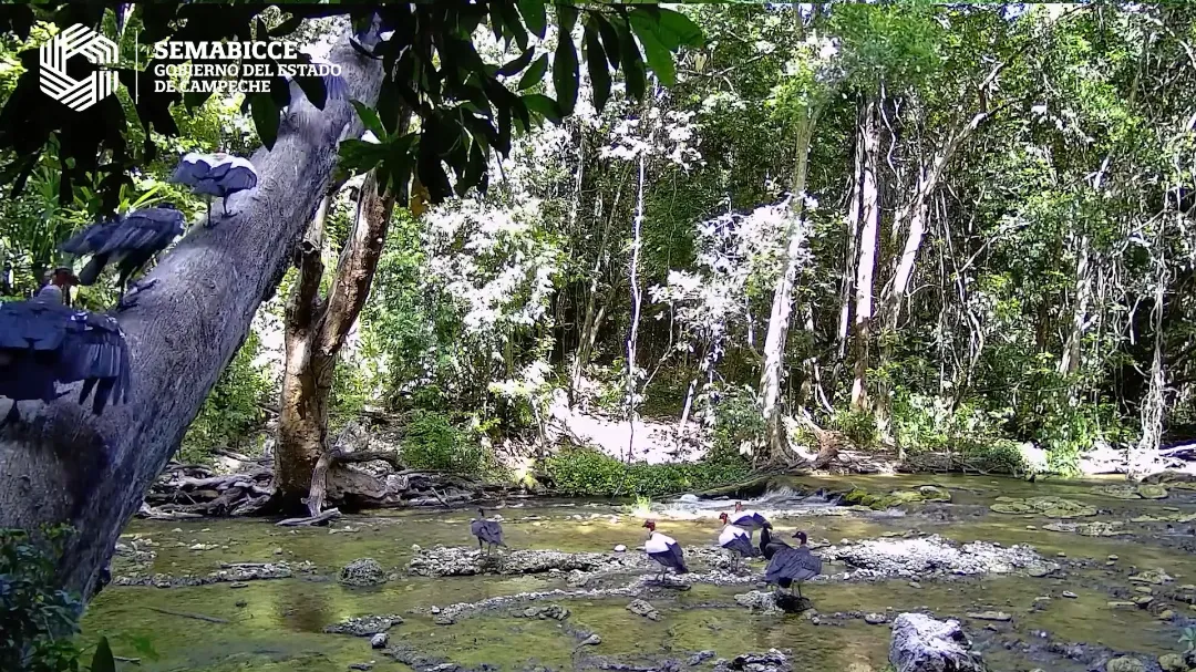 Cámaras captan inusual reunión de zopilotes rey en la selva de Campeche