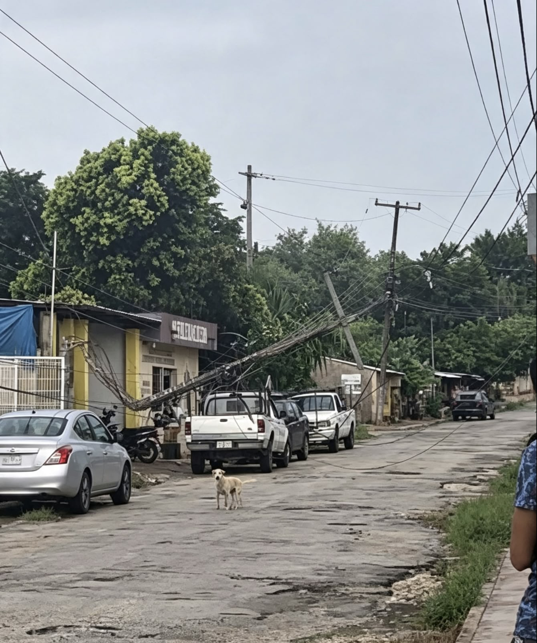 Tormenta deja árboles, postes caídos y apagones en varios municipios de Yucatán