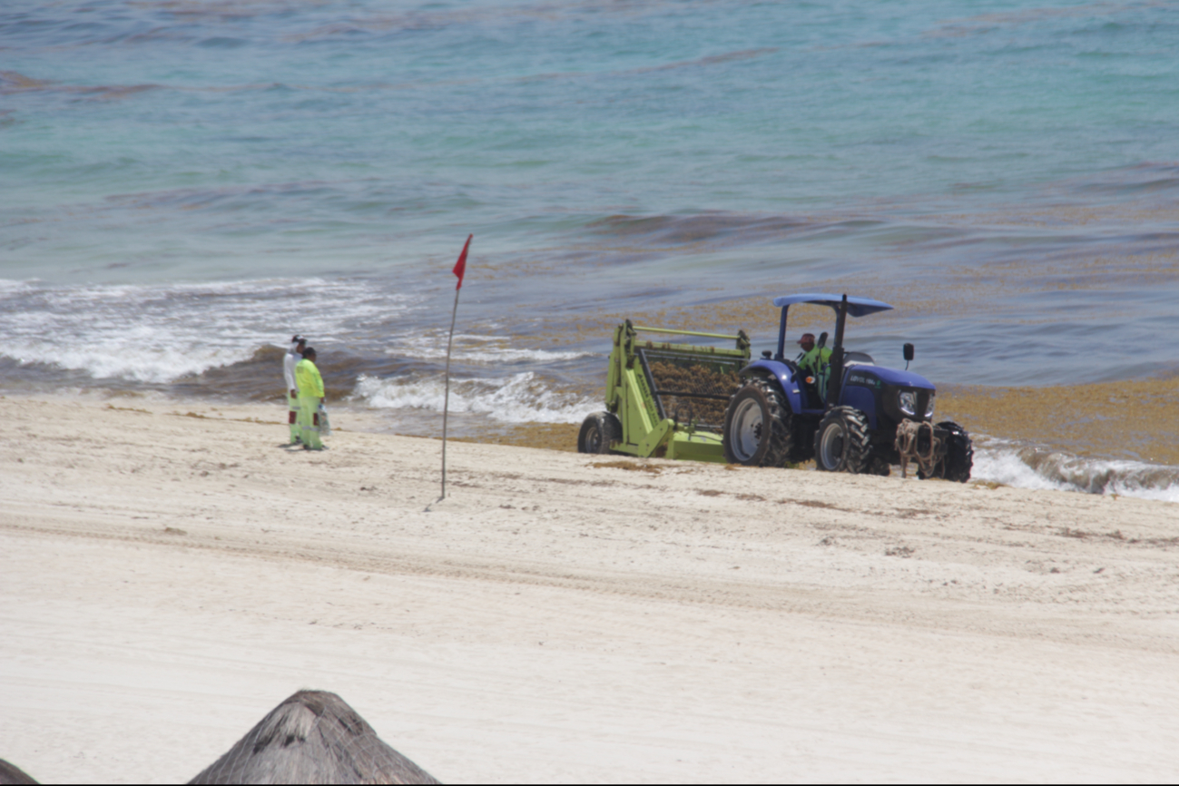 Sargazo en Quintana Roo