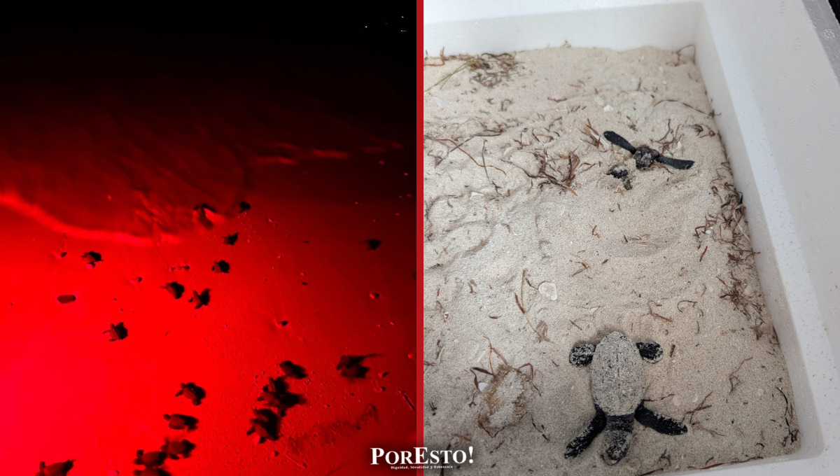 Escándalo ambiental: tortugas carey en riesgo por abandono y contaminación lumínica