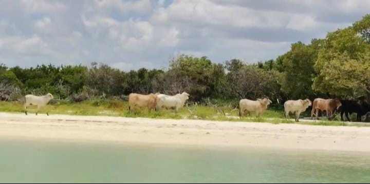 Una manada de vacas ingresó al área turística de Real de Salinas y sorprendió a los visitantes.